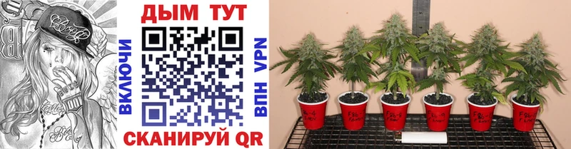 хочу Таштагол Бошки Шишки SATIVA & INDICA